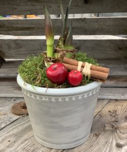 Amaryllis