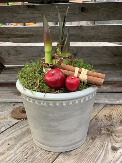 Amaryllis