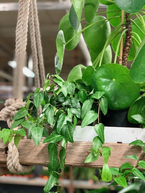 Jimmis Handelsträdgård AB